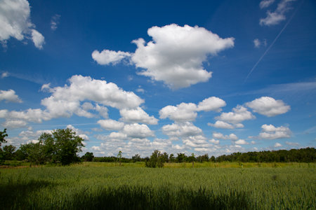 Landscape with green wheat field and blue sky with white clouds.の写真素材