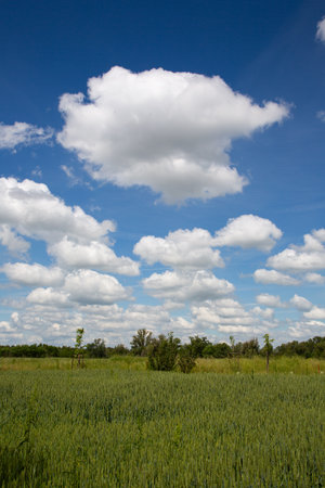 Green field of wheat and blue sky with white clouds in the backgroundの写真素材