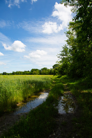 summer landscape with a small river and green grass under a blue skyの写真素材