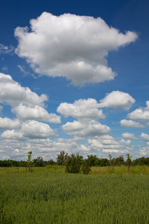 Landscape with green wheat field and blue sky with white clouds.の写真素材