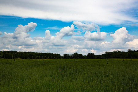 clouds in the blue sky over the green field with grass and treesの写真素材