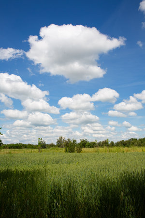 Green wheat field and blue sky with white clouds. Rural landscape.の写真素材
