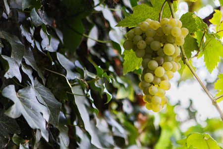 Bunch of white grapes in vineyard. Close-up.