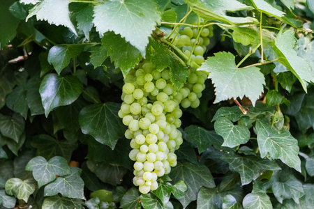 Bunch of white grapes on vine in vineyard, close upの写真素材