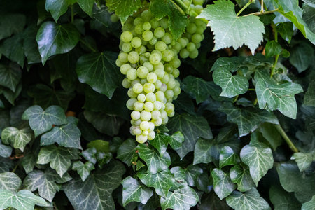 Bunch of white grapes in vineyard with green leaves on backgroundの写真素材