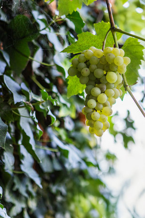 Bunch of white grapes hanging on vine in vineyard, stock photoの写真素材