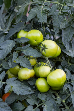 Green tomatoes growing on a branch in a greenhouse. Selective focus.の写真素材