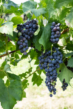 Bunches of red wine grapes ripening on vineyards in autumnの写真素材