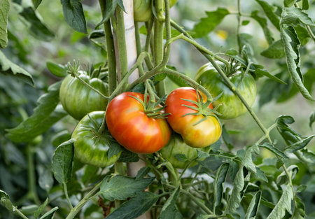 tomatoes growing on a branch in the garden. close-upの写真素材