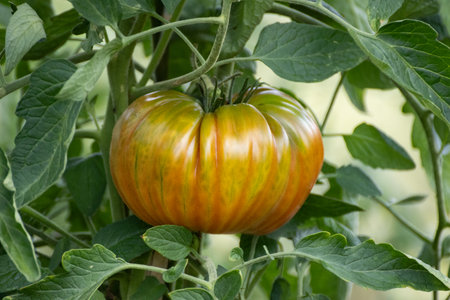Close up of a tomato growing on a vine in the garden.の写真素材