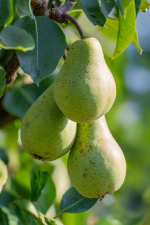 Ripe green pears on a tree branch in the orchardの写真素材