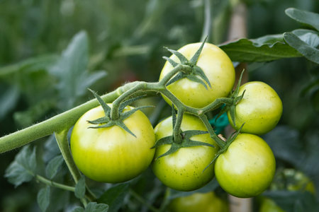 Green tomatoes growing in a greenhouse. Selective focus and shallow depth of field.の写真素材