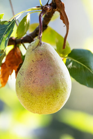 pear on a tree branch in the orchard ready to harvestの写真素材