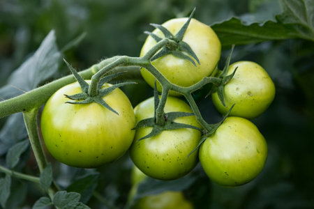 Green tomatoes growing on a branch in a greenhouse. Selective focus.の写真素材