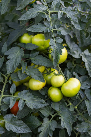 Green tomatoes growing on a branch in the garden. Shallow depth of fieldの写真素材