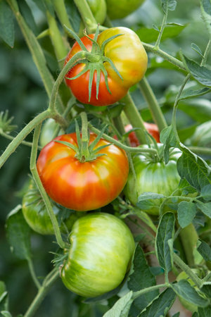 Ripe red and green tomatoes growing on a branch in a greenhouseの写真素材
