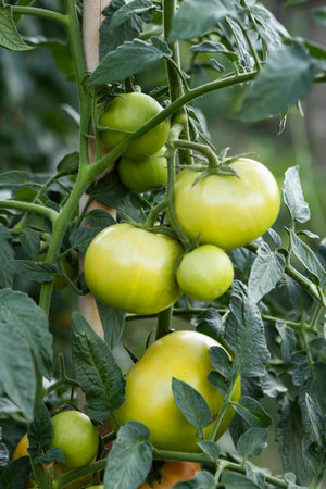 Green tomatoes growing on a branch in the garden. Close-up.の写真素材