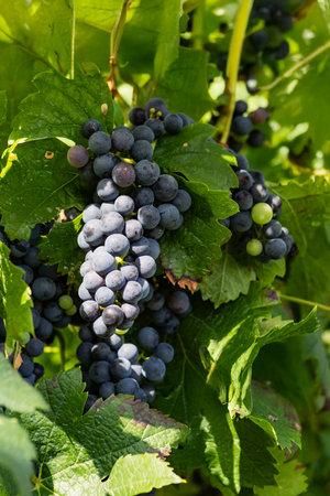 Ripe wine grapes on the vine ready to be harvested.の写真素材