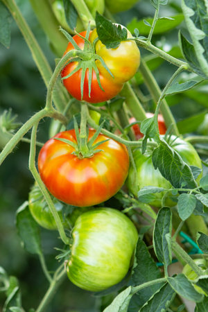 Ripe red and green tomatoes growing on a branch in a greenhouseの写真素材