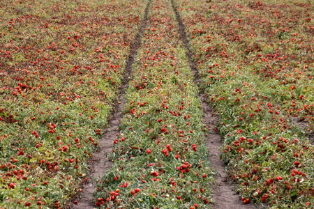 Vast industrial tomato field with ripe red tomatoes ready for harvest.の写真素材