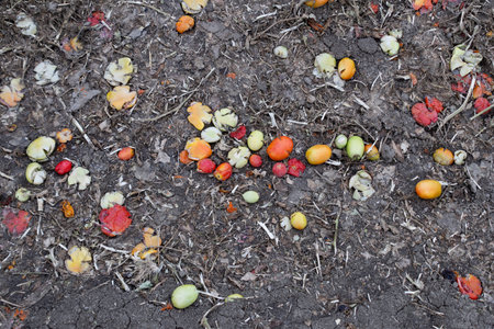 .Crushed and bruised tomatoes discarded on the dry cracked ground of an agricultural field.