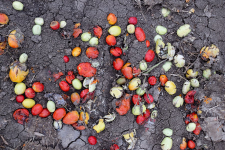 Crushed and burnt tomatoes discarded on the dry cracked ground of an agricultural field.の写真素材