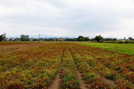 Vast industrial tomato field with ripe red tomatoes ready for cultivation agriculture food production.の写真素材