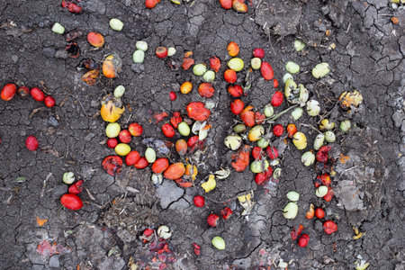 Crushed tomatoes discarded on the dry cracked ground of an agricultural field.の写真素材