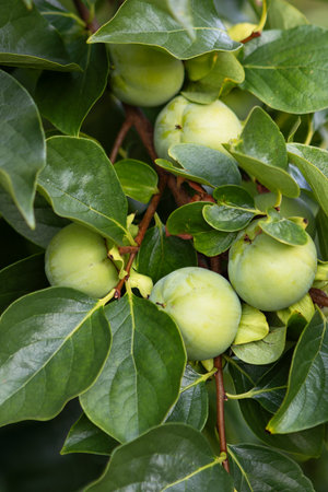Tree with unripe fruits and green leaves, closeupの写真素材