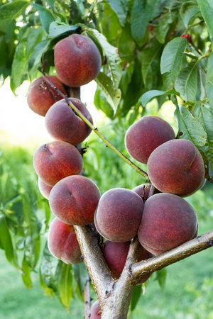 Ripe peaches on the tree in the orchard.の写真素材