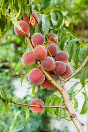 Ripe peaches on a branch of peach tree in garden.の写真素材