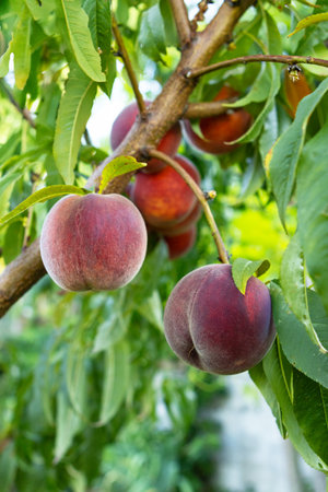 Ripe peaches on the branch of a tree in the gardenの写真素材