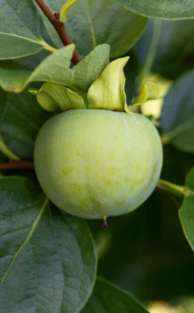 Ripe persimmon fruit on the tree in the garden.の写真素材