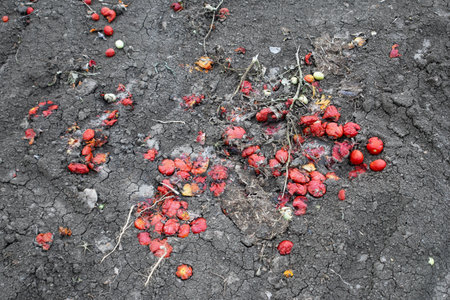Crushed and burnt tomatoes discarded on the dry cracked ground of an agricultural field.の写真素材