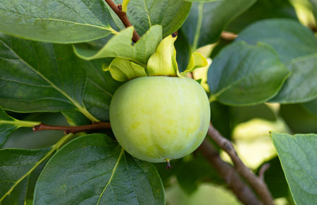 Ripe persimmon fruit on a tree branch in the gardenの写真素材