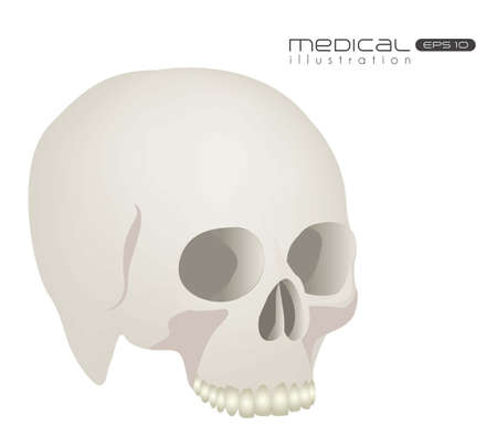 Medical illustration skull isolated on white background, vector illustrationのイラスト素材