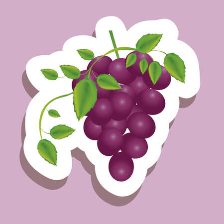 Illustration of purple grape fruit with leaves, vector illustrationのイラスト素材