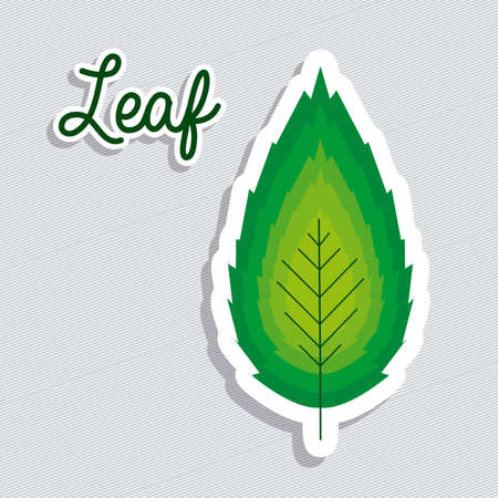 leaf design over lineal background vector illustration のイラスト素材