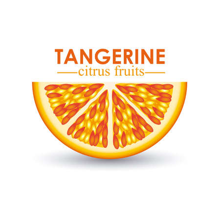 tangerine citrus fruit  over white background vector illustration のイラスト素材