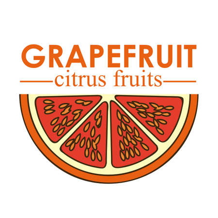 grapefruit citrus fruit  over white background vector illustration  のイラスト素材