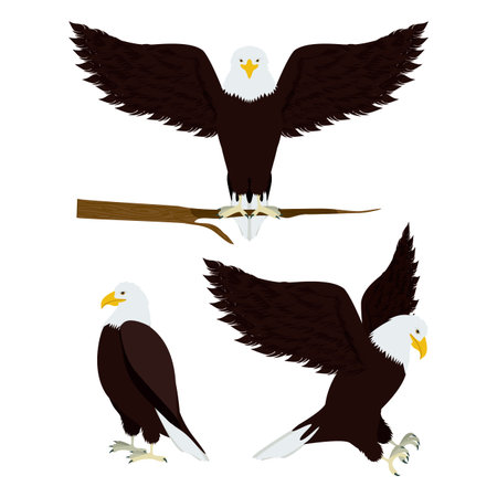 Eagle design over  white background vector illustration 