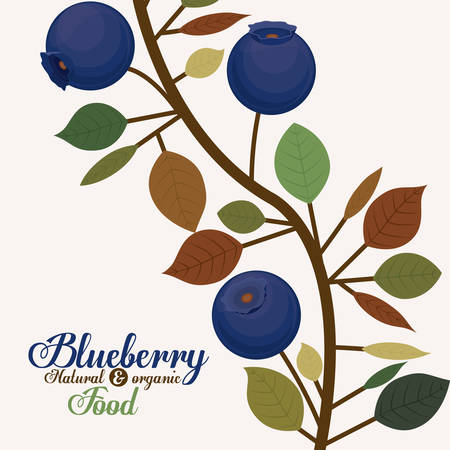 Blueberry design over white background, vector illustrationのイラスト素材