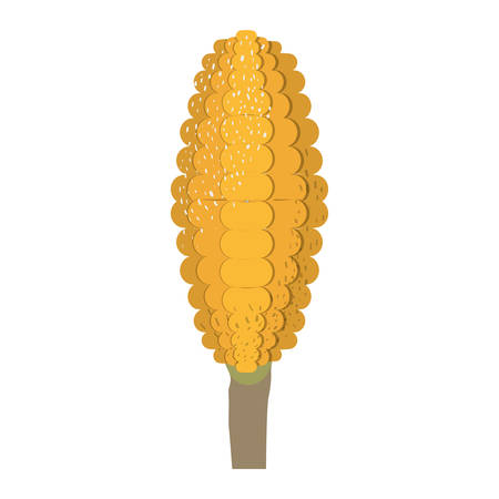 white background with corncob in close up and stains vector illustrationのイラスト素材