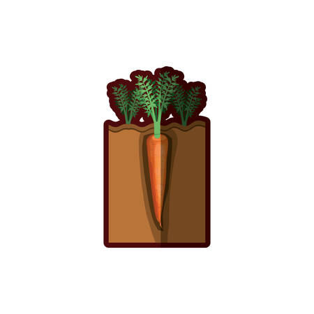 colorful graphic of organic farming of carrot with half shadow vector illustrationのイラスト素材
