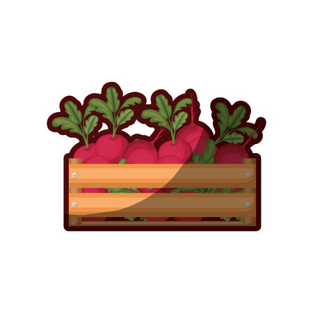 colorful silhouette of wooden box with beets and half shadow vector illustrationのイラスト素材