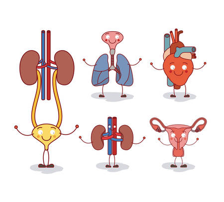 Colorful silhouette caricature happy face set collection human body systems vector illustrationのイラスト素材