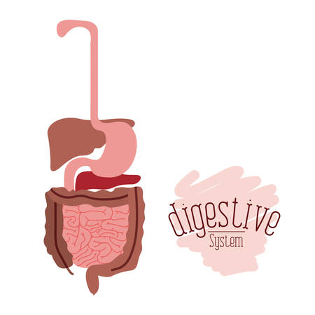 white background with colorful human digestive system vector illustrationのイラスト素材