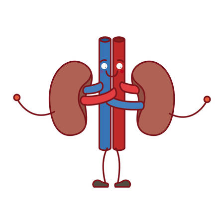 colorful silhouette caricature renal system of human body vector illustrationのイラスト素材