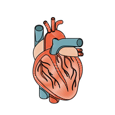 color crayon realistic silhouette heart system human body vector illustrationのイラスト素材