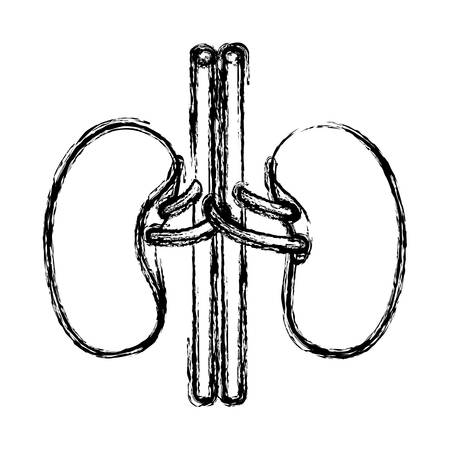 blurred realistic silhouette renal system of human body vector illustrationのイラスト素材